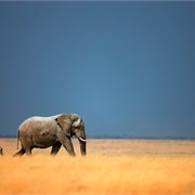 Intrepid | Premium Namibia
