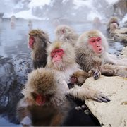 Intrepid | Premium Highlights of Japan
