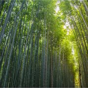 Intrepid | Premium Highlights of Japan
