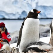 Intrepid | Exploring Antarctica's Spring (Ocean Albatros)