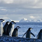 Intrepid | Exploring Antarctica's Spring (Ocean Albatros)