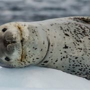 Intrepid | Exploring Antarctica's Spring (Ocean Albatros)