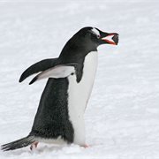 Intrepid | Christmas Season in Antarctica (Ocean Victory) Intrepid | Christmas Season in Antarctica (Ocean Victory)