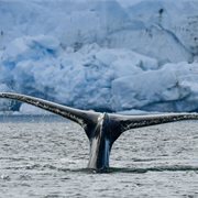 Intrepid | Christmas Season in Antarctica (Ocean Victory) Intrepid | Christmas Season in Antarctica (Ocean Victory)