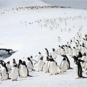 Intrepid | Christmas Season in Antarctica (Ocean Victory) Intrepid | Christmas Season in Antarctica (Ocean Victory)