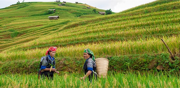 Intrepid | Hiking in Sapa