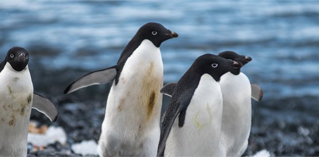 Peregrine | Pristine Antarctica 11 days from Ushuaia